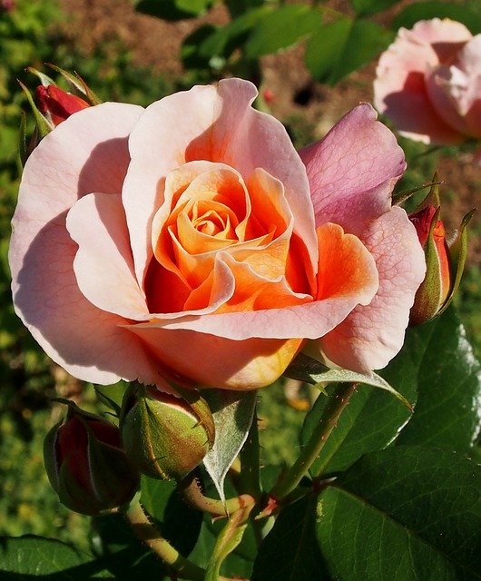免费下载 Rose Marie Height Rosé - Apricot - 可使用 GIMP 在线图像编辑器编辑的免费照片或图片