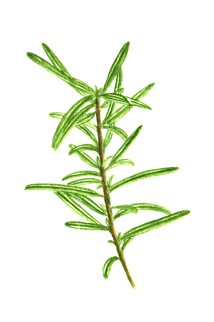Free download Rosemary Herb Cooking -  free illustration to be edited with GIMP free online image editor