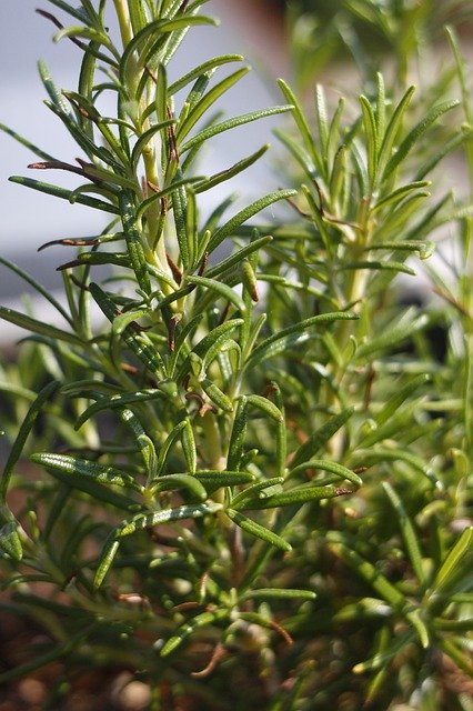 Free download Rosemary Herbs Garden -  free photo or picture to be edited with GIMP online image editor