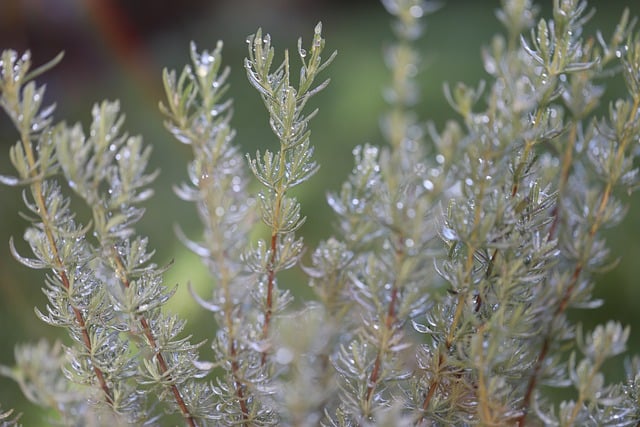Free download rosemary herbs plants spices green free picture to be edited with GIMP free online image editor