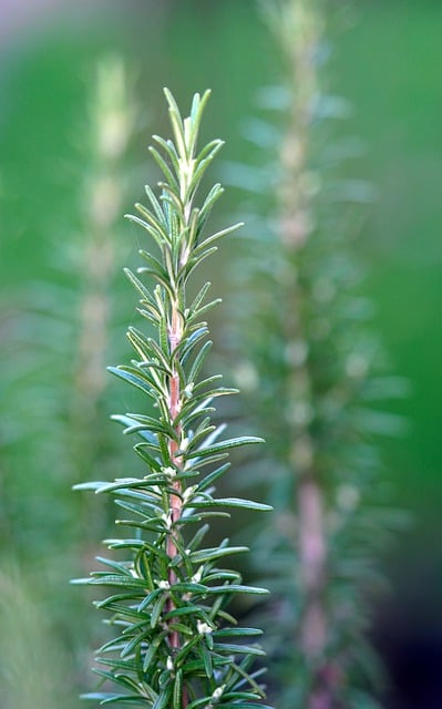 Free download rosemary seasoning herbs aromatic free picture to be edited with GIMP free online image editor