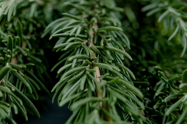 ດາວໂຫຼດຟຣີ Rosemary Summer Autumn - ຮູບພາບຫຼືຮູບພາບທີ່ບໍ່ເສຍຄ່າເພື່ອແກ້ໄຂດ້ວຍຕົວແກ້ໄຂຮູບພາບອອນໄລນ໌ GIMP