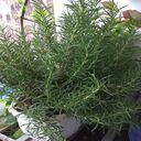 rosemary wallpaper  screen for extension Chrome web store in OffiDocs Chromium