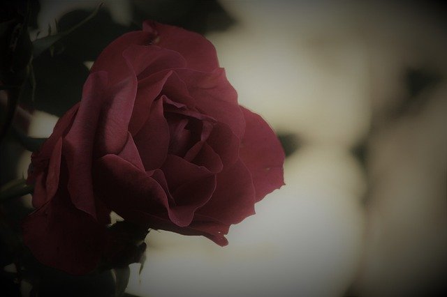 Free download Rose Mourning Flower -  free photo or picture to be edited with GIMP online image editor