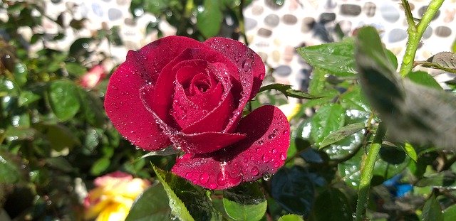 Скачать бесплатно Rose Nature - бесплатное фото или изображение для редактирования с помощью онлайн-редактора изображений GIMP