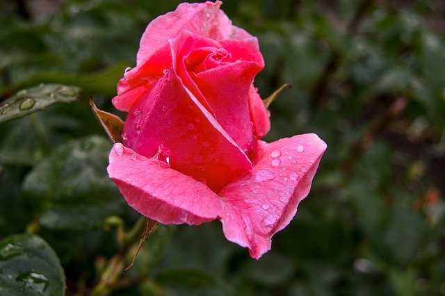 Free download Rose Nature Drop Of Water -  free photo or picture to be edited with GIMP online image editor