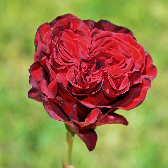 Free download rose nature flower petals flora free picture to be edited with GIMP free online image editor