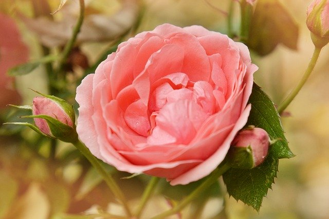Muat turun percuma Rose Nature Flowers - foto atau gambar percuma untuk diedit dengan editor imej dalam talian GIMP