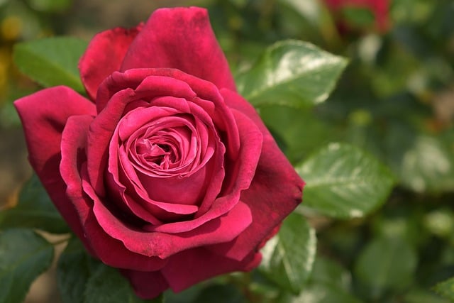 Free download rose nature flower wallpaper flower free picture to be edited with GIMP free online image editor