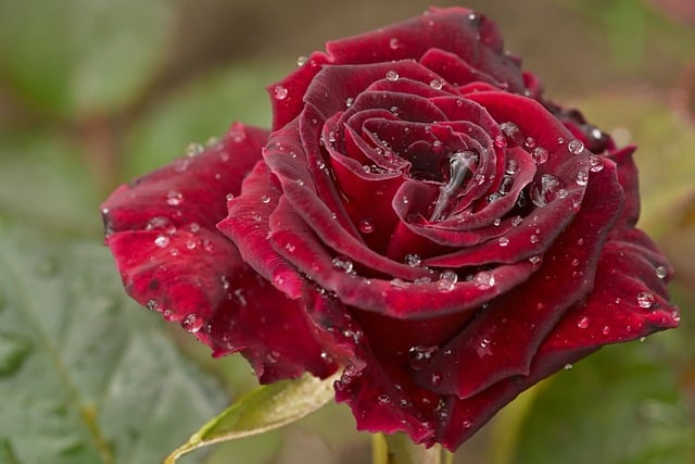 Free download rose nature raindrop free picture to be edited with GIMP free online image editor