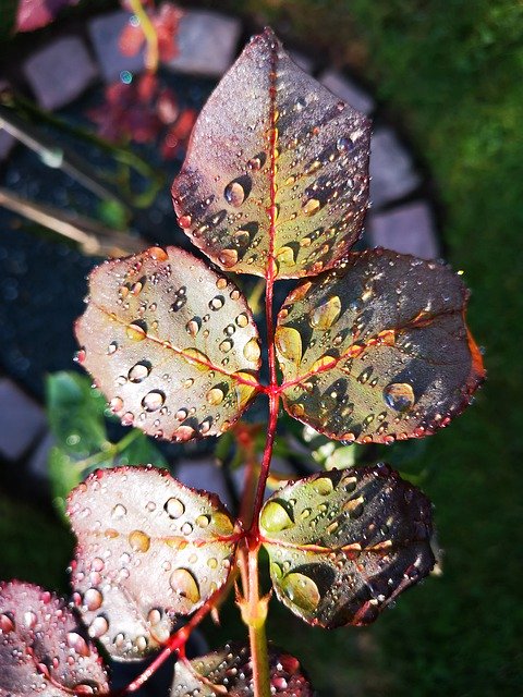 ດາວໂຫລດ Rosenblatt Drop Of Water Garden ຟຣີ - ຮູບພາບຫຼືຮູບພາບທີ່ບໍ່ເສຍຄ່າເພື່ອແກ້ໄຂດ້ວຍບັນນາທິການຮູບພາບອອນໄລນ໌ GIMP