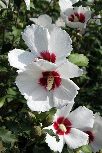 הורדה חינם Rose Of Sharon דרום קוריאה - תמונה או תמונה בחינם לעריכה עם עורך התמונות המקוון GIMP