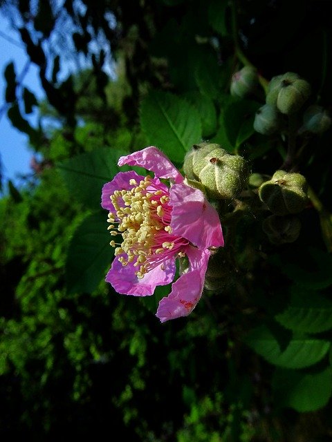 Free download Rose Of Thorns Bush Natural -  free photo or picture to be edited with GIMP online image editor