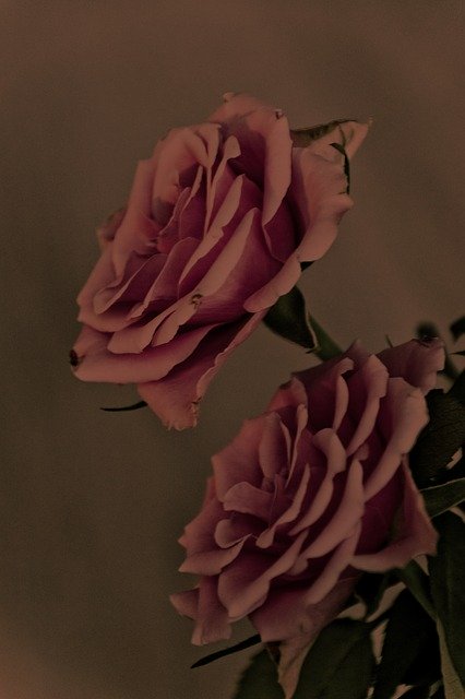 Download gratuito Rose Old Vintage: foto o immagine gratuita da modificare con l'editor di immagini online GIMP