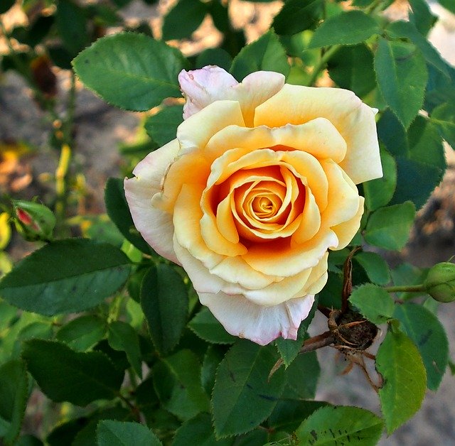 Unduh gratis Rose Orange Blossom - foto atau gambar gratis untuk diedit dengan editor gambar online GIMP