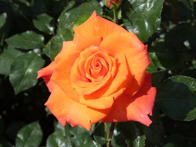 Free download Rose Orange Fragrance -  free photo or picture to be edited with GIMP online image editor