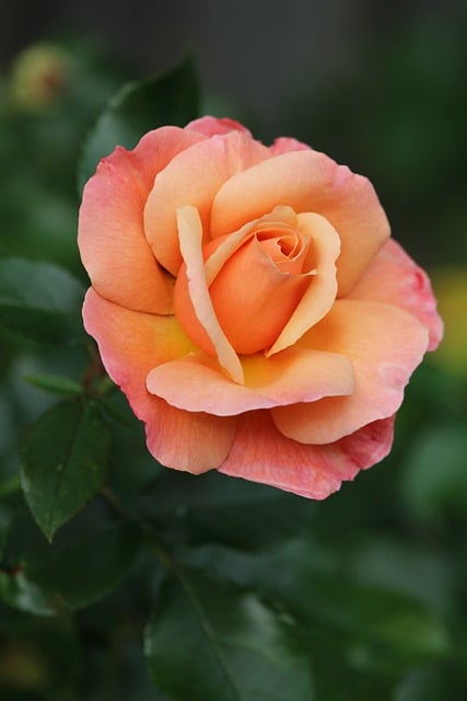 Téléchargement gratuit rose orange rose fleur orange image gratuite à éditer avec l'éditeur d'images en ligne gratuit GIMP