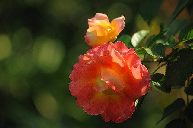 Muat turun percuma Rose Orange Yellow - foto atau gambar percuma untuk diedit dengan editor imej dalam talian GIMP