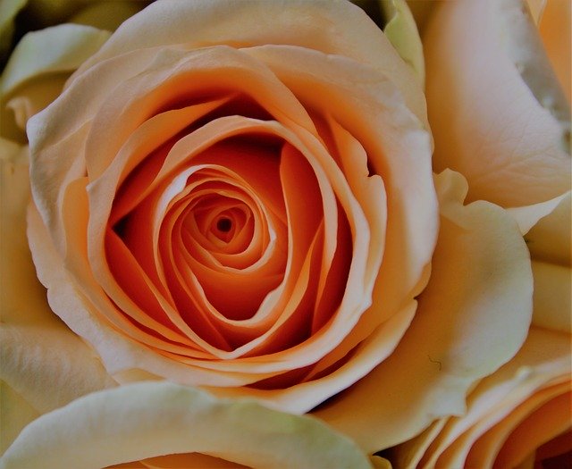 دانلود رایگان Rose Pale Orange - عکس یا تصویر رایگان قابل ویرایش با ویرایشگر تصویر آنلاین GIMP