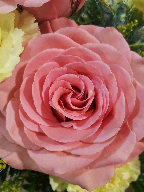 Free download Rose Peach Flower -  free photo or picture to be edited with GIMP online image editor
