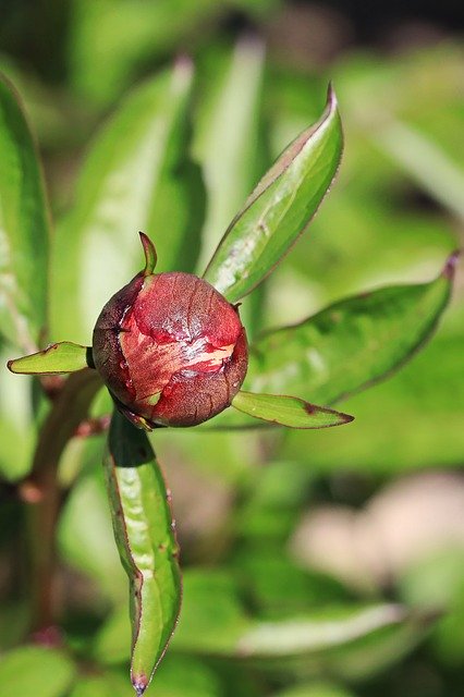 Free download Rose Peony Flower -  free photo or picture to be edited with GIMP online image editor