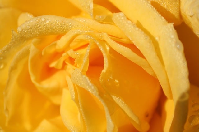 Free download rose petal drops rain sunny free picture to be edited with GIMP free online image editor