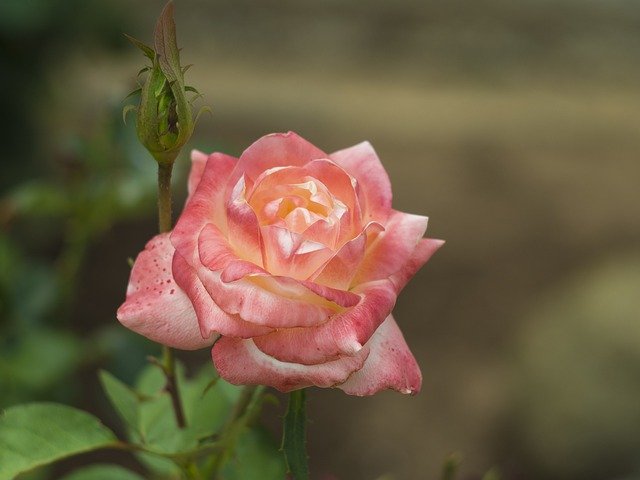 Free download Rose Petal Flower -  free photo or picture to be edited with GIMP online image editor