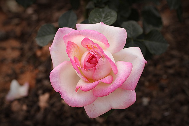Free download rose petal flower flora botany free picture to be edited with GIMP free online image editor