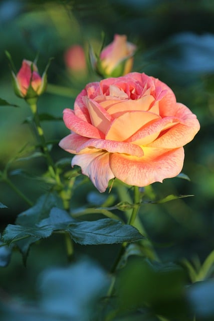 Gratis download rozenblaadjes bloesem bloeien gratis foto om te bewerken met GIMP gratis online afbeeldingseditor