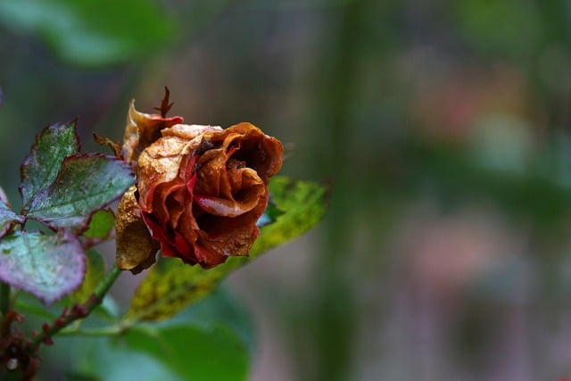 Free download rose petals blossom bloom flora free picture to be edited with GIMP free online image editor
