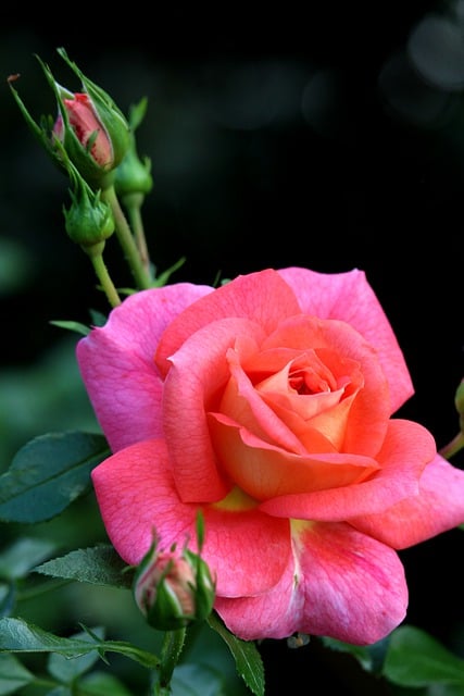 Baixe gratuitamente a imagem gratuita de pétalas de rosa bush rose dog rose para ser editada com o editor de imagens on-line gratuito do GIMP
