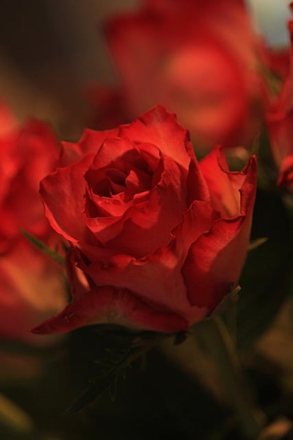 Free download rose petals flower blossom bloom free picture to be edited with GIMP free online image editor