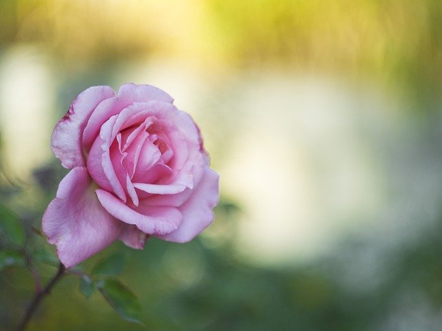 Descărcare gratuită Rose Petals Pink - fotografie sau imagini gratuite pentru a fi editate cu editorul de imagini online GIMP