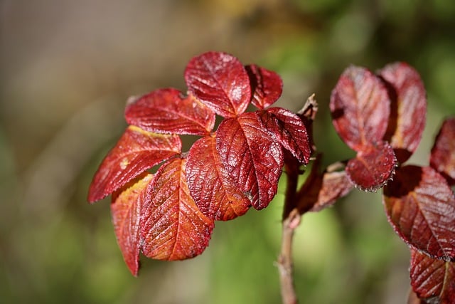 Muat turun percuma kelopak mawar daun merah warna musim luruh gambar percuma untuk diedit dengan editor imej dalam talian percuma GIMP