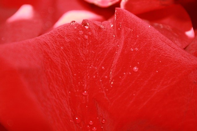 Free download Rose Petals Red Water -  free photo or picture to be edited with GIMP online image editor