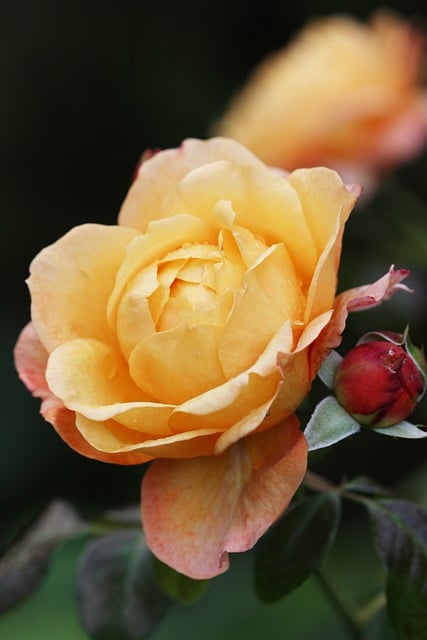 Free download rose petals scented rose free picture to be edited with GIMP free online image editor