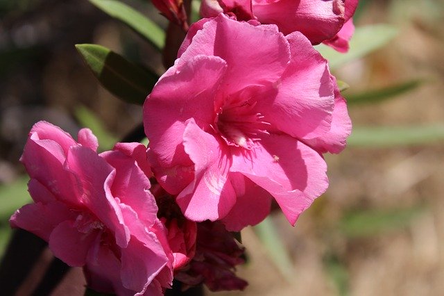 Скачать бесплатно Rose Pink Bloom - бесплатное фото или изображение для редактирования с помощью онлайн-редактора изображений GIMP