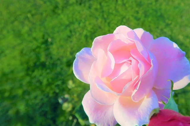 Free picture Rose Pink Delicate -  to be edited by GIMP free image editor by OffiDocs