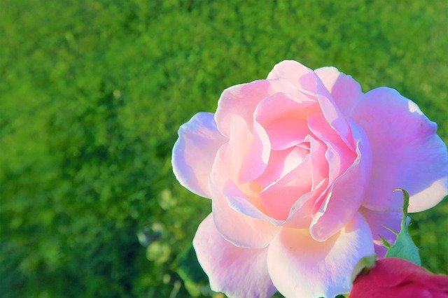 Free download Rose Pink Delicate -  free photo or picture to be edited with GIMP online image editor