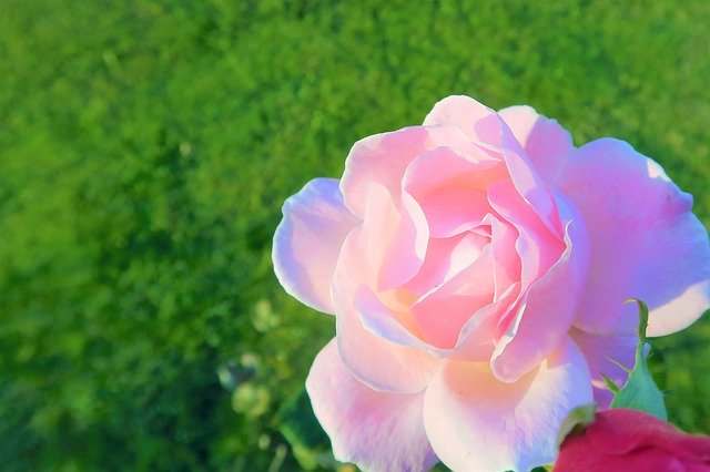 Unduh gratis Rose Pink Delicate - foto atau gambar gratis untuk diedit dengan editor gambar online GIMP