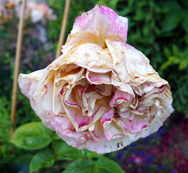 Free download Rose Pink Faded -  free photo or picture to be edited with GIMP online image editor