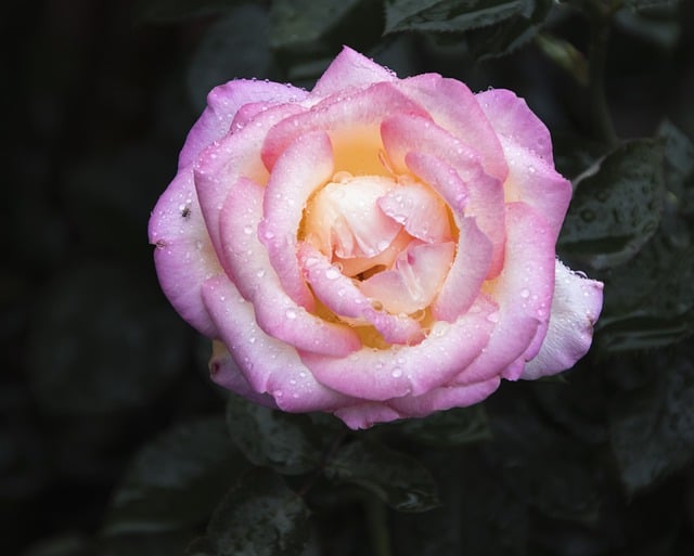 Bezpłatne pobieranie różowego kwiatu różowego kwiatu róży darmowe zdjęcie do edycji za pomocą bezpłatnego edytora obrazów online GIMP