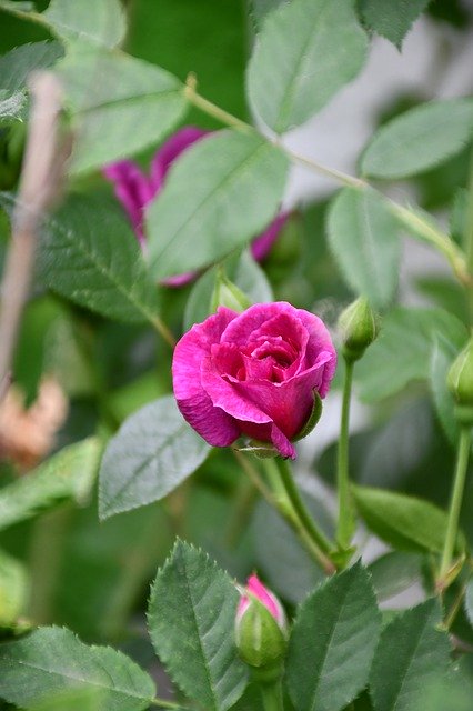 Gratis download Rose Pink Flowers - gratis gratis foto of afbeelding om te bewerken met GIMP online afbeeldingseditor