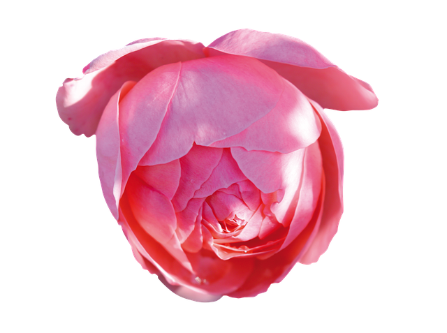 Descărcare gratuită Rose Pink Free - fotografie sau imagini gratuite pentru a fi editate cu editorul de imagini online GIMP