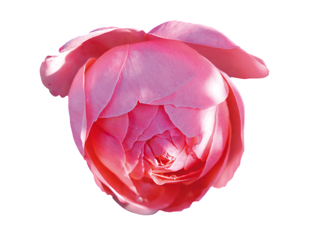 دانلود رایگان Rose Pink Free - عکس یا تصویر رایگان قابل ویرایش با ویرایشگر تصویر آنلاین GIMP