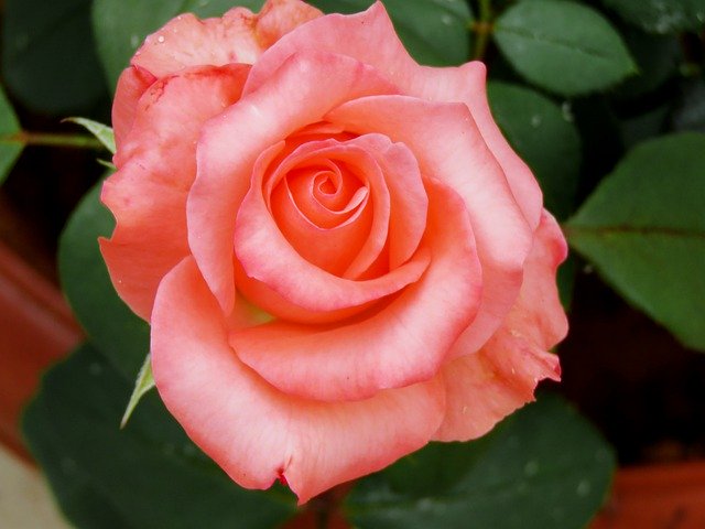 Free download Rose Pink Love -  free free photo or picture to be edited with GIMP online image editor