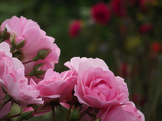 Descarga gratuita Rose Pink Nature: foto o imagen gratuita para editar con el editor de imágenes en línea GIMP