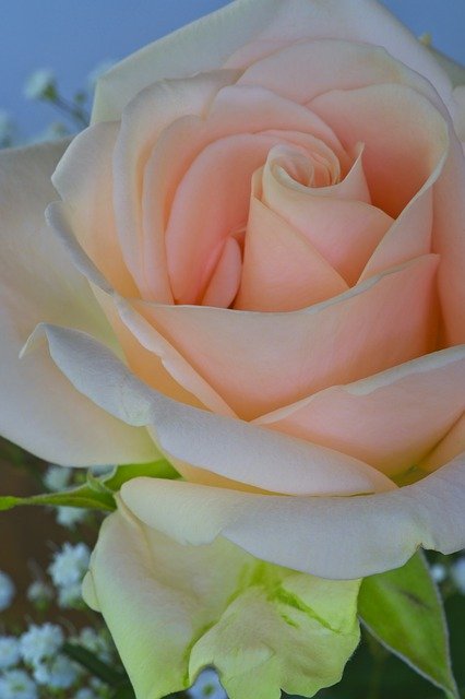 Free download Rose Pink Pale -  free photo or picture to be edited with GIMP online image editor