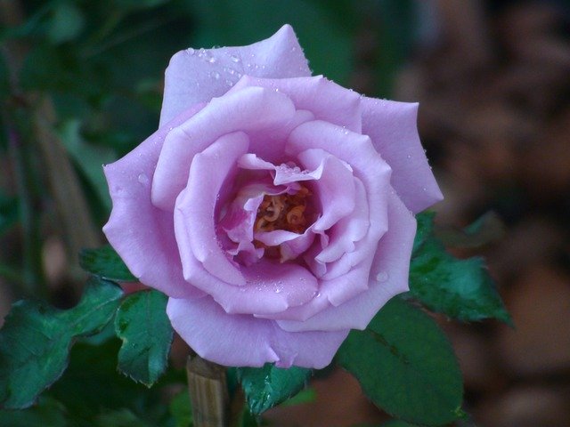 Free download Rose Pink Purple -  free photo or picture to be edited with GIMP online image editor