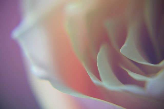 Descarga gratuita Rose Pink Romantic: foto o imagen gratuita para editar con el editor de imágenes en línea GIMP